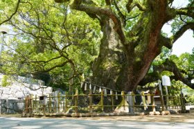香川の保存木