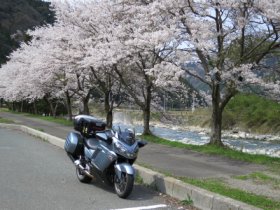 桜咲くです