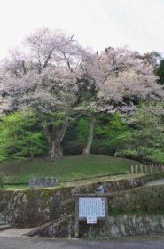 吉良のエドヒガン桜