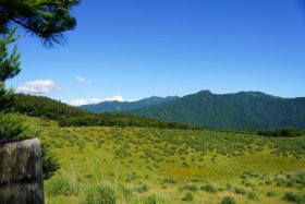 牧草地は雑草だらけ