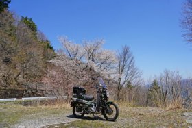 一本だけ桜が…