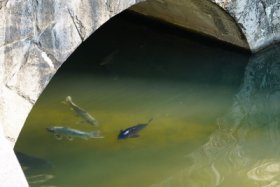 堀には魚も…