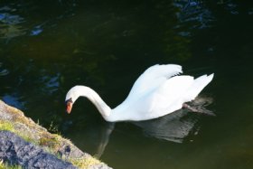 白鳥も…