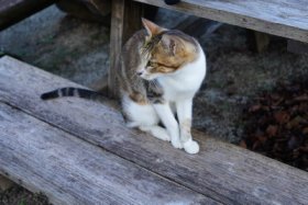 野良猫