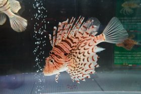 ミノカサゴか？