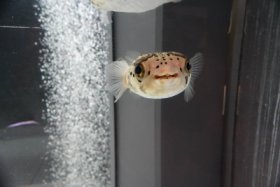 ハリセンボン？