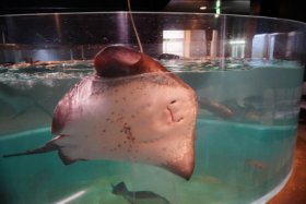 エイも沢山いました