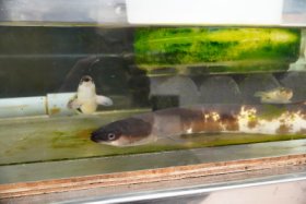 うなぎだったかな