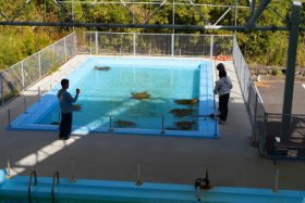 ココにもカメが…